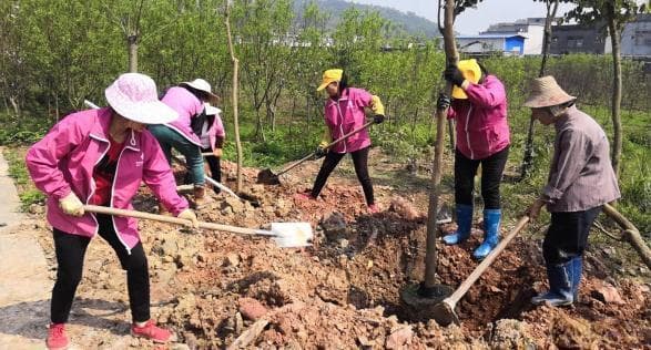 植树节种什么树比较好？如何提高植树成活率？