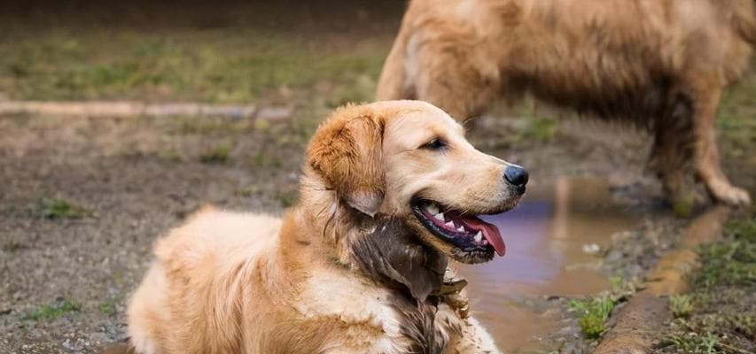金毛犬护理全攻略：从洗澡到社交训练的15个方面