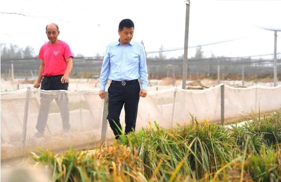 稻田里的新质生产力：良法增收激发农民种地热情