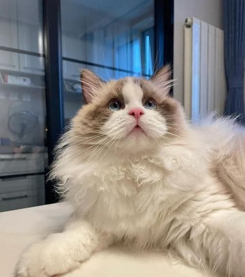 猫咪呼吸声大怎么办？原因分析与应对策略