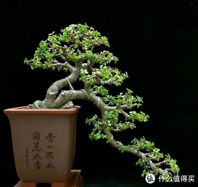 金枝玉叶养殖全攻略：三句口诀助你培育传家宝
