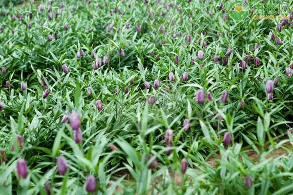 贝母种植技术与栽培管理