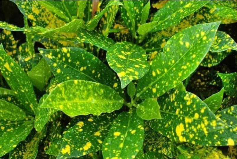 第46期 植物病害图像数据集