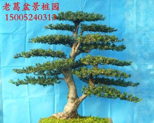 罗汉松根系的发达与生长（探究罗汉松根系的秘密，揭开罗汉松的生长奥秘）