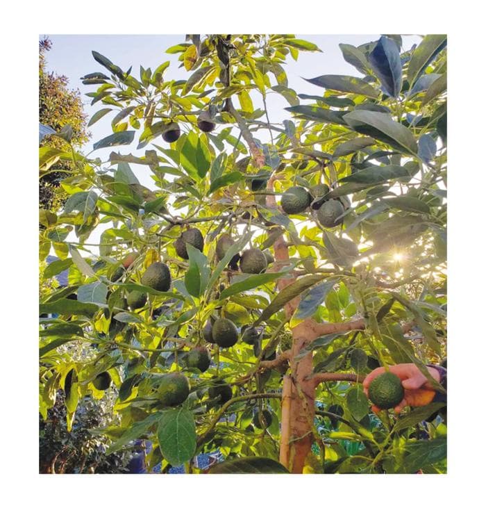 15种著名牛油果品种详解