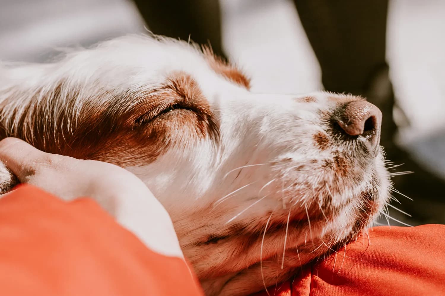 WSAVA更新犬猫疫苗指南：四大核心疫苗接种有新变化