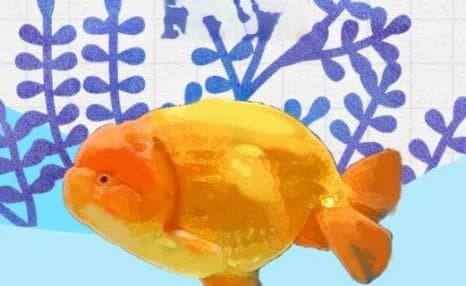 兰寿金鱼喂食量多少（兰寿金鱼每天喂多少）