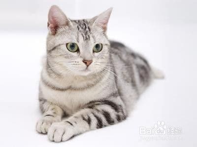 夏日防猫咪中暑，安全度夏！