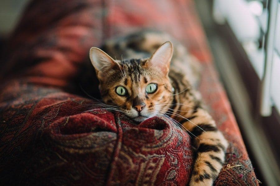 挪威森林猫：高贵的野性之美