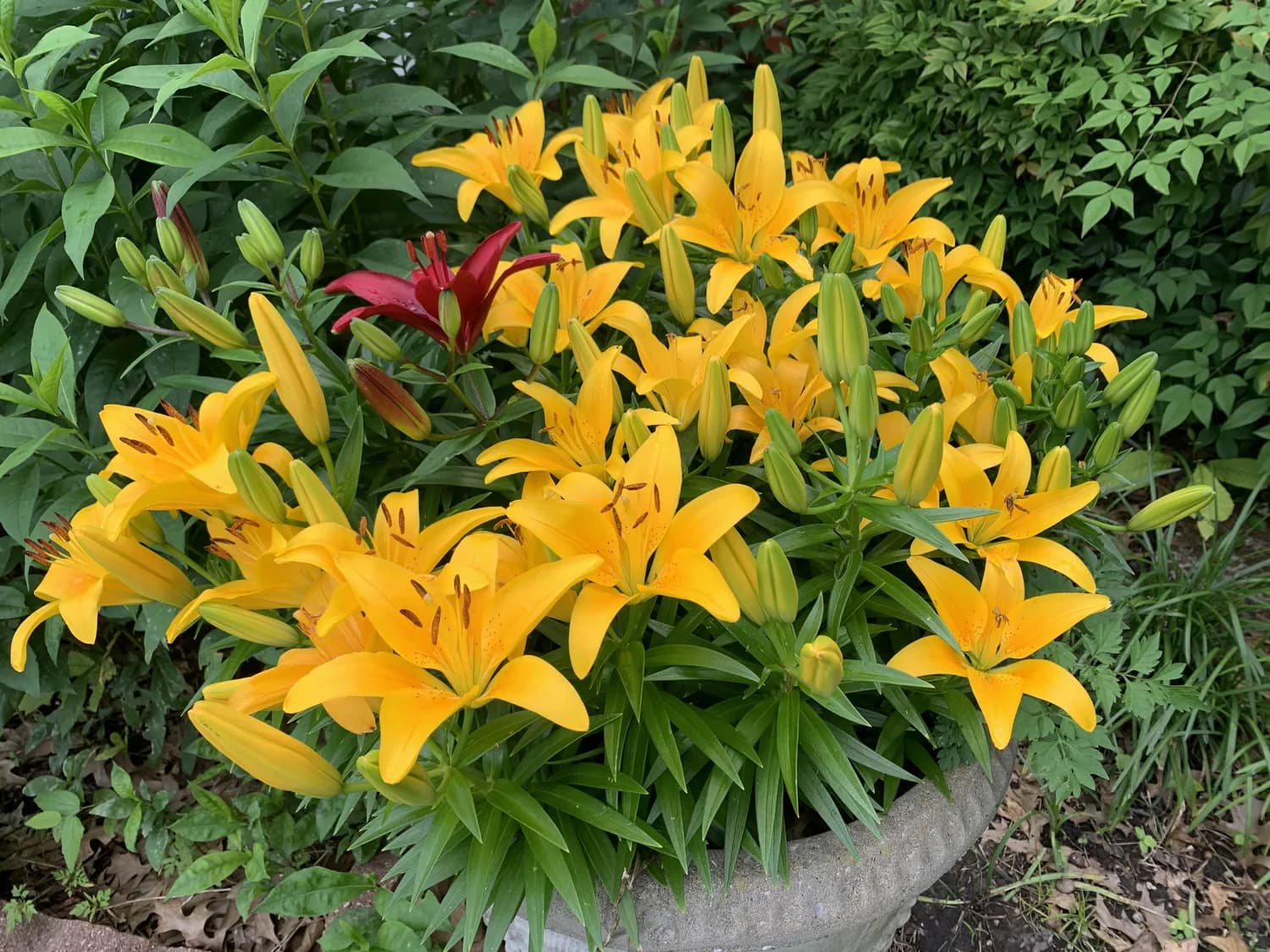 研究发现：黄花菜+维B12+维D可改善睡眠质量