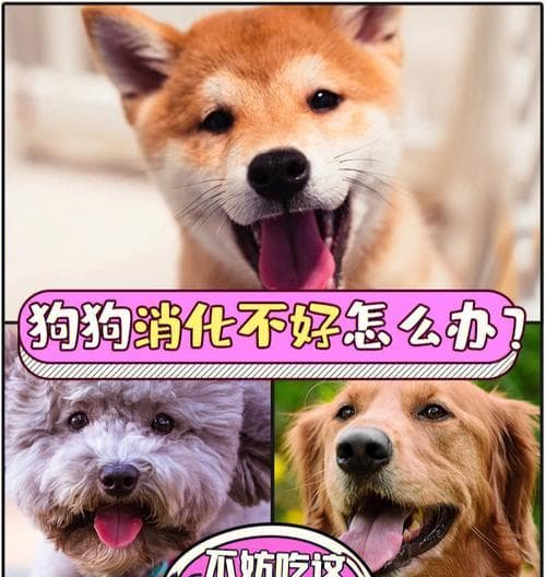 如何帮助狗狗改善肠胃问题？（15个小妙招帮助你的狗狗恢复健康）