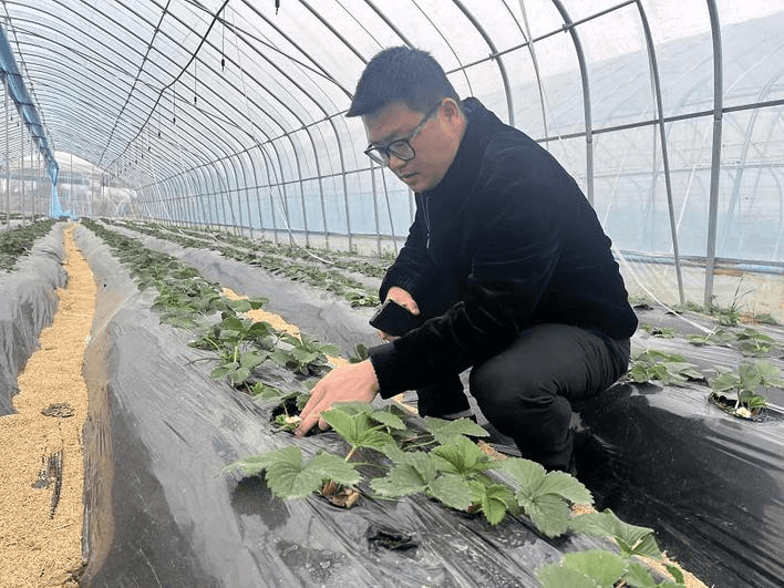 从闲置土地到"甜蜜经济" "草莓书记"带领村民走上致富路