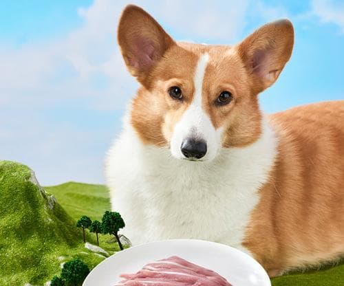 如何选择适合金毛犬的优质狗粮？（挑选高性价比狗粮的关键因素和方法）
