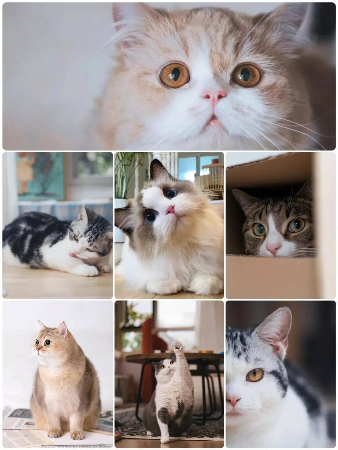 宠物猫拍照技巧全攻略：从角度到光线，手把手教你拍出萌宠大片