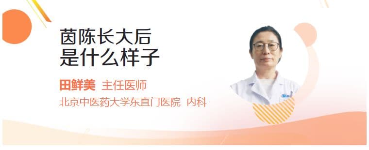 茵陈长大后是什么样子