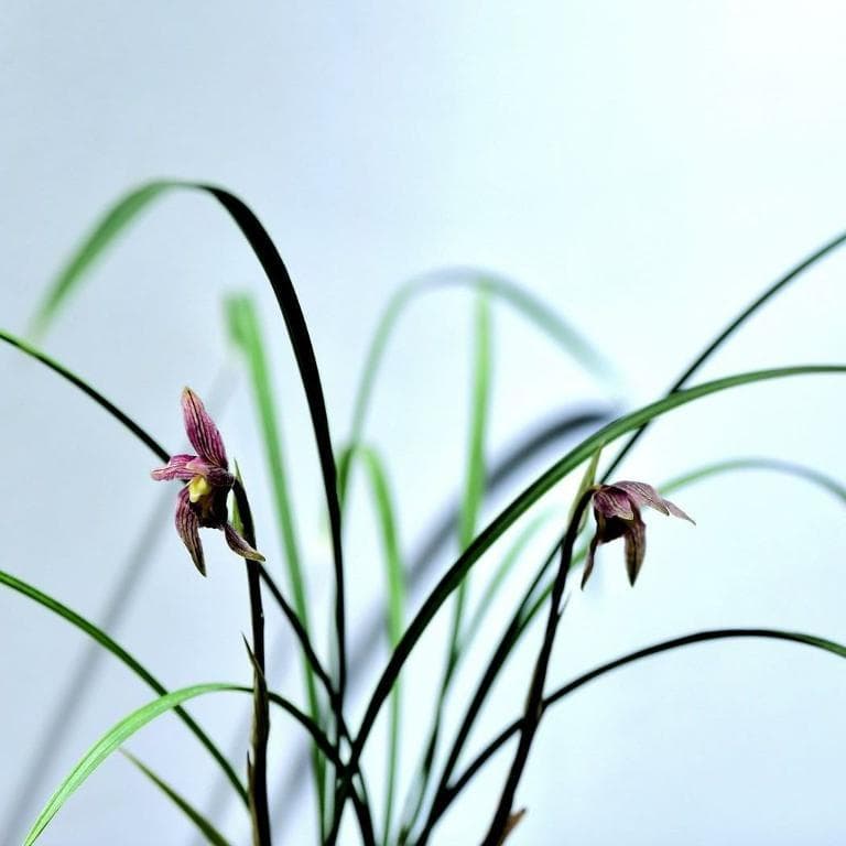 兰花的花语和寓意：从传统文化到现代应用