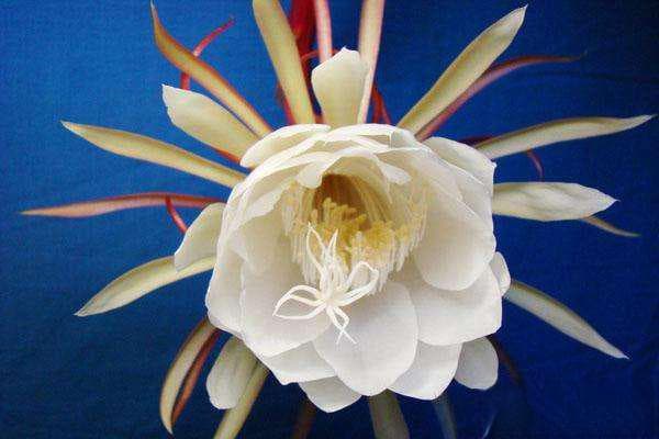 昙花养殖方法和注意事项