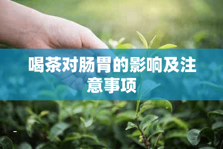 喝茶对肠胃的影响及注意事项