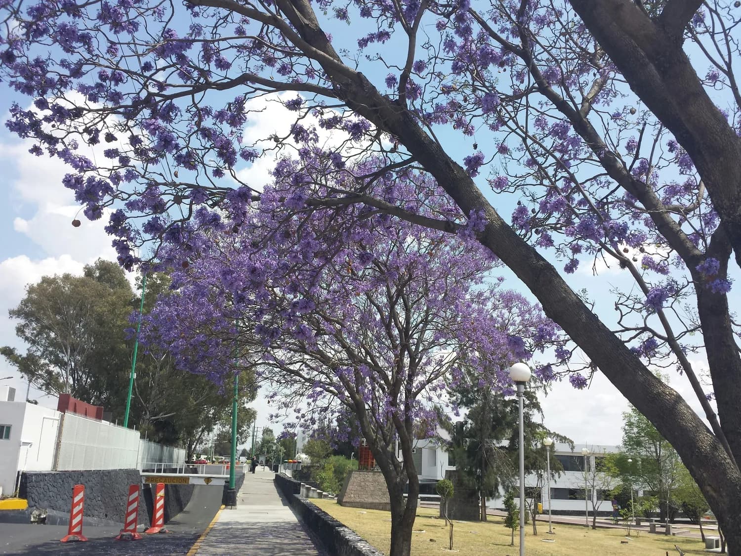 昆明地铁沿线网红景点全攻略：从蓝花楹到世博园，畅游春城必去打卡地