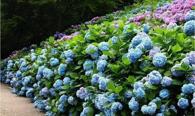绣球花移栽指南（春季移栽要注意什么？）
