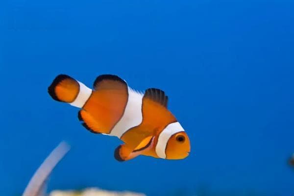海水鱼的种类：常见海水鱼与适合冬季养殖的品种