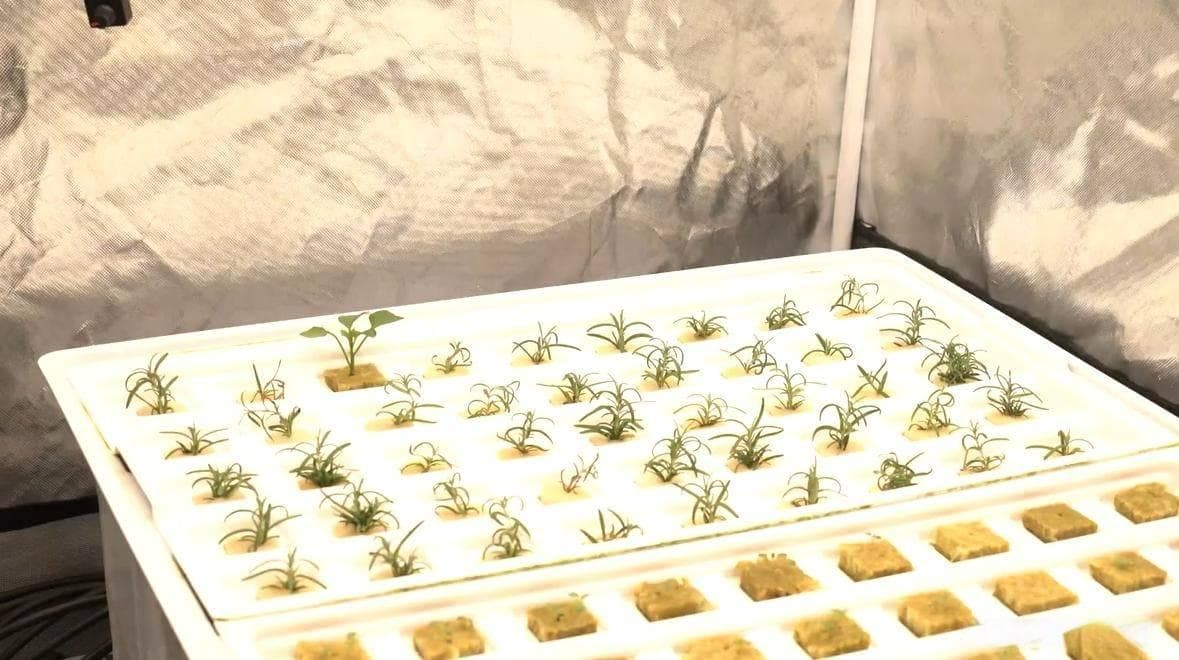 打造理想生长环境：人工气候室光照强度调节指南
