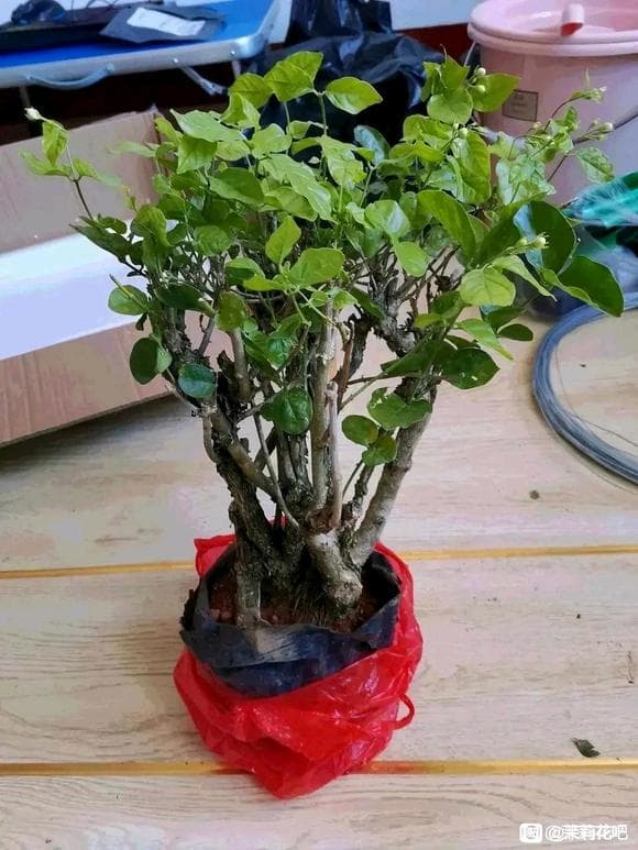 老桩茉莉养护全攻略：从新手到高手的详细指南