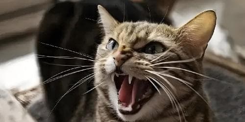 【喵星人】猫为什么会应激？如何处理？