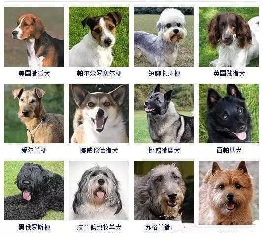 识狗达人必备！30秒辨品种，轻松成宠物达人