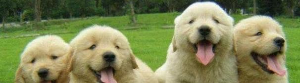 如何延长金毛犬的寿命（科学养护与关爱让金毛犬健康长寿）