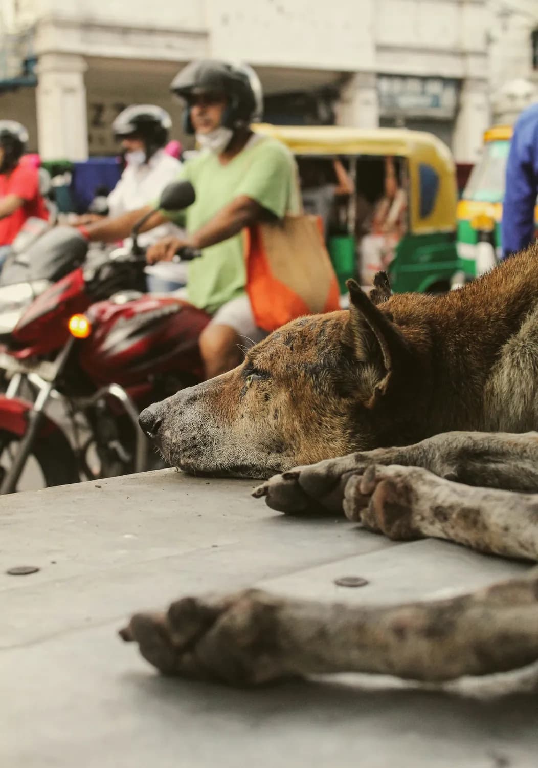 越南猫狗肉餐馆老板因狂犬病身亡，食用猫肉真危险？