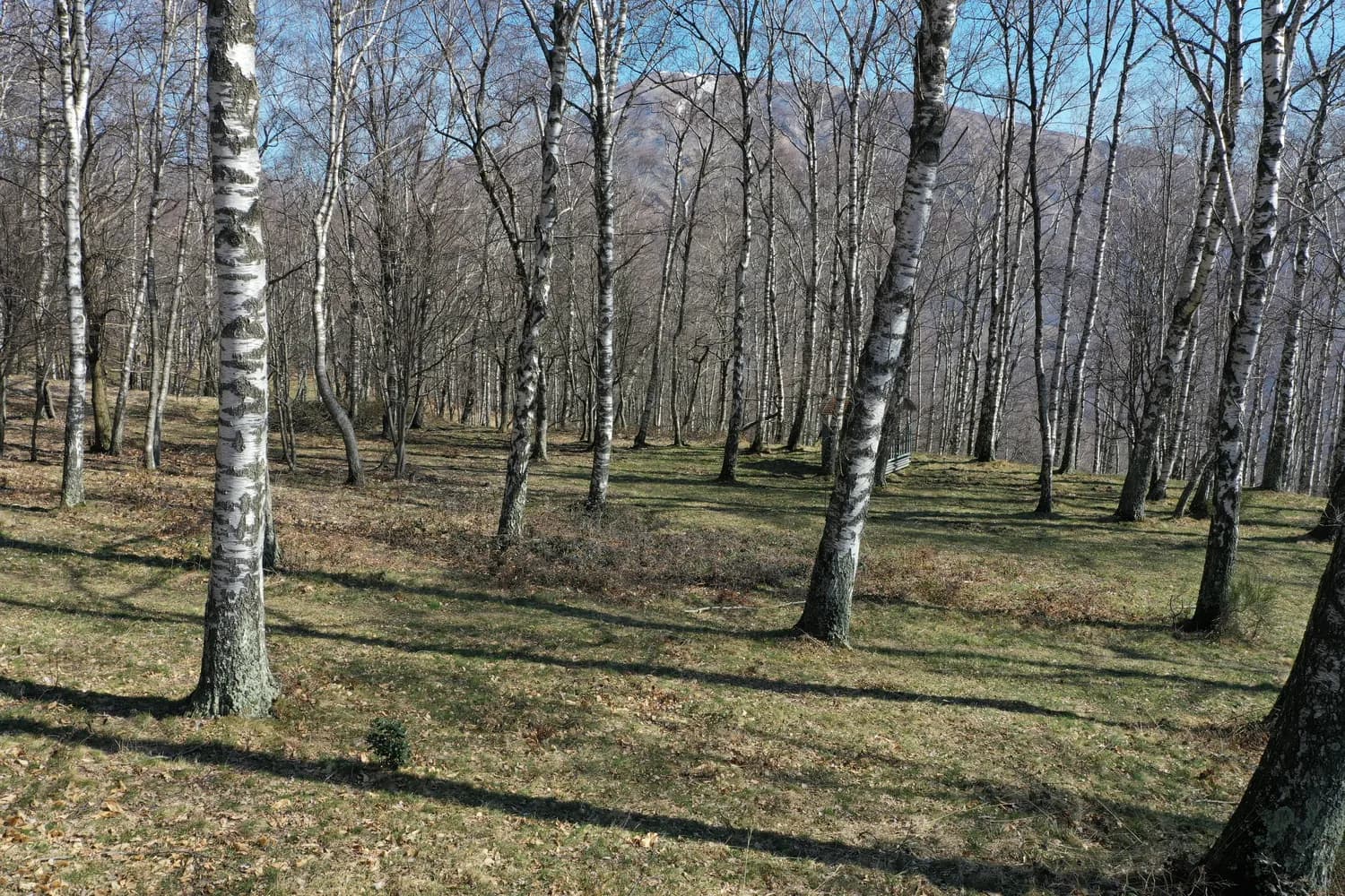 荒山变榛林，白玉红引领2000农户奔小康
