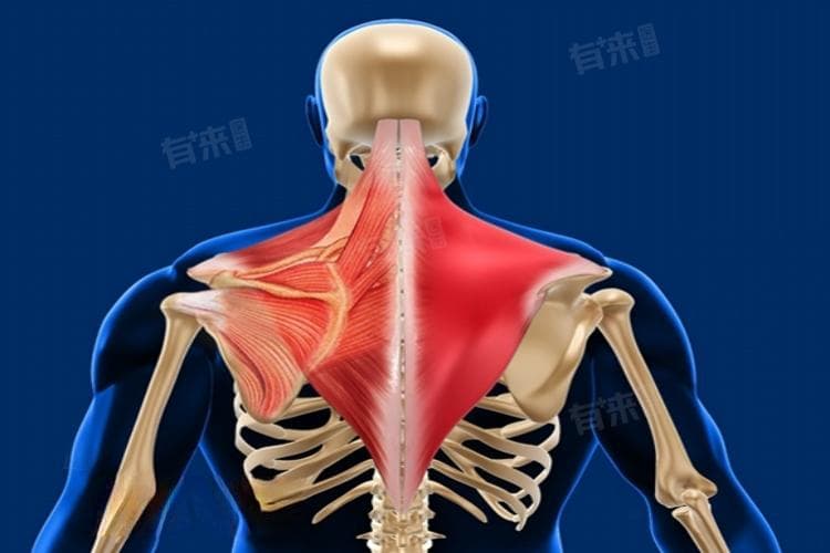怎么判断肌肉劳损程度