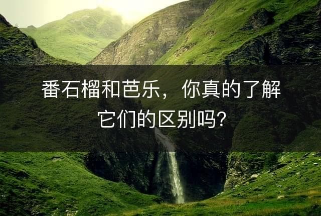 番石榴和芭乐，你真的了解它们的区别吗？