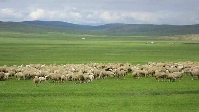 回顾：牧羊犬佩戴的“防狼项圈”，为什么能让狼群感到害怕？
