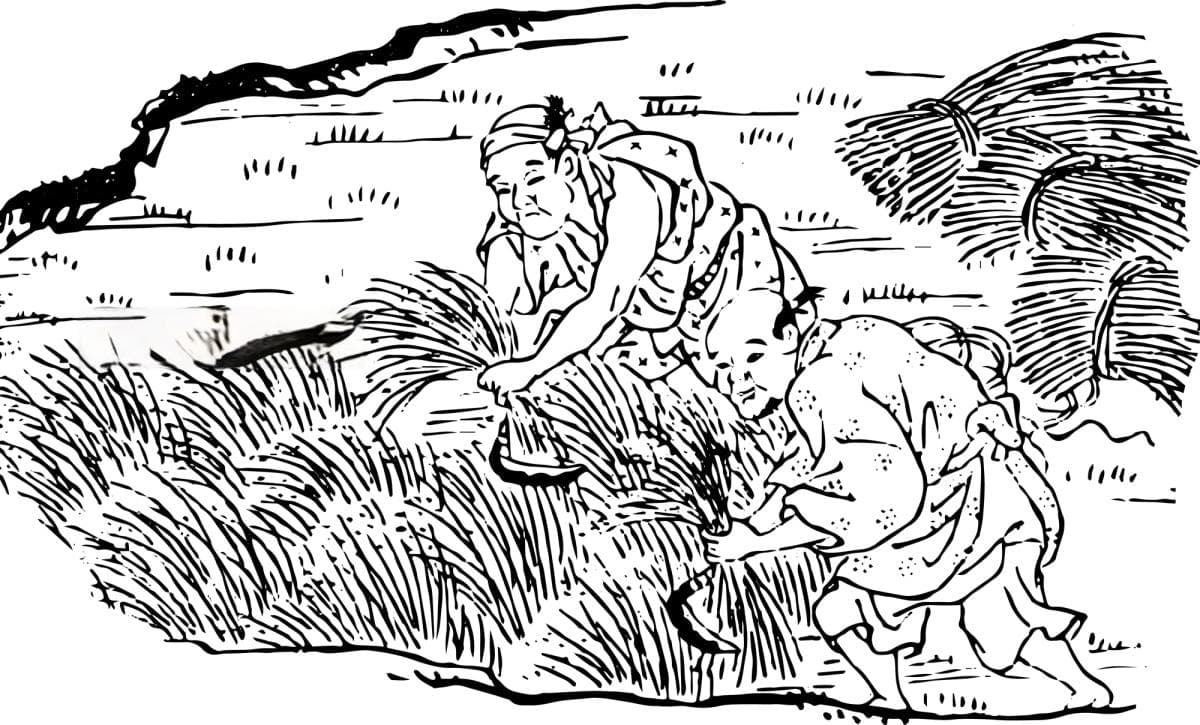 大米与日本：从历史到餐桌的那些故事