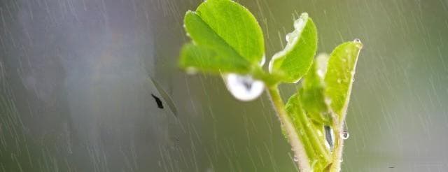 “雨淋雨水头，遍地起坟头”啥意思？ 解读农耕智慧
