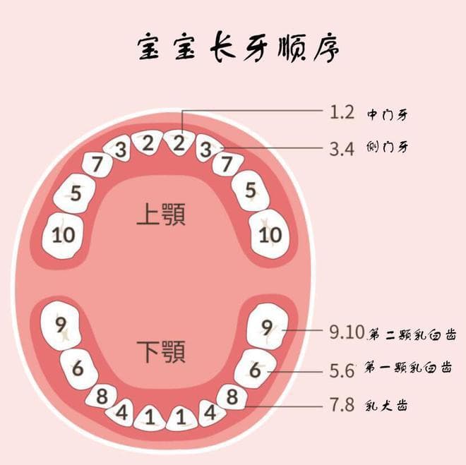 宝宝长牙全攻略：从第一个牙齿到最后一颗，月月看！