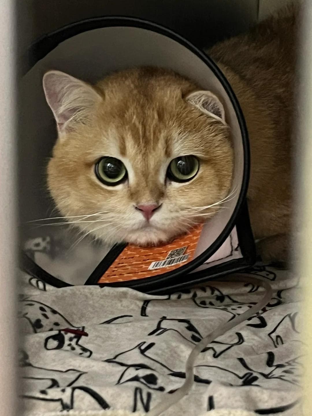 猫咪呕吐腹泻，怎么回事？如何诊断与治疗？