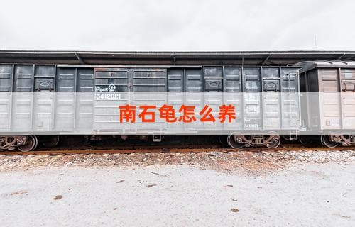 南石龟怎么养：全攻略解析