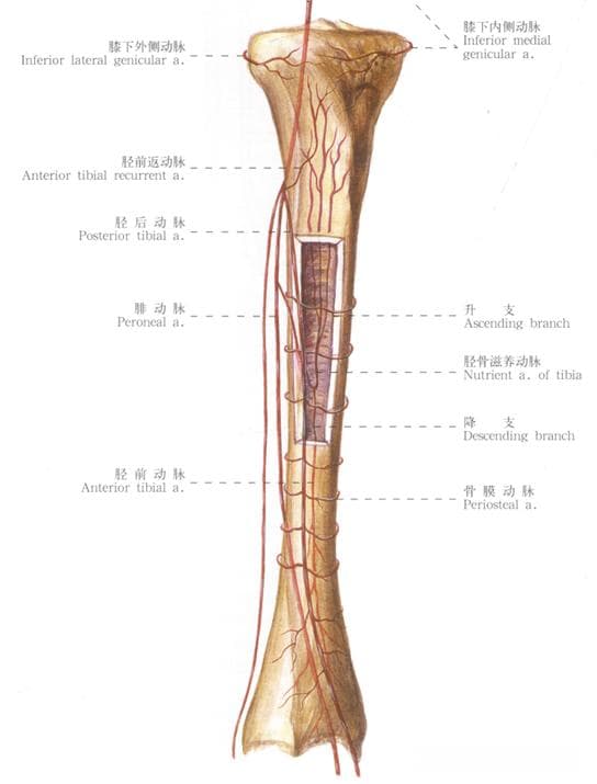 一文详解胫骨解剖特点