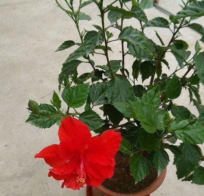 新手也能养好扶桑花：从土壤到病虫防治的全方位指南