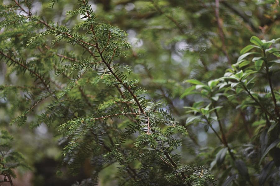 感受大理生物多样性之美①：海拔差孕育独特生态系统