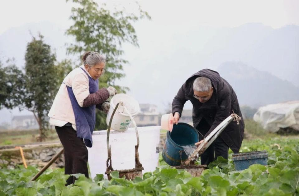 绥阳：开展油菜测土配方施肥田间试验 推进化肥减量增效