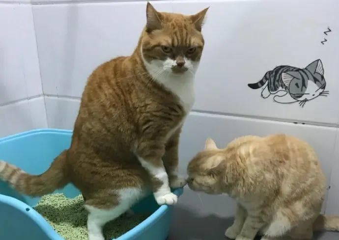 猫咪大便颜色不正常是怎么回事？如何判断健康状况？