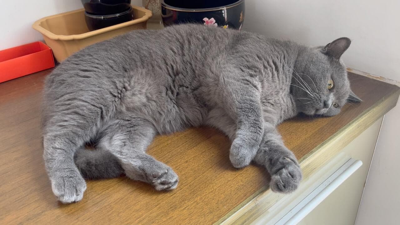 英短蓝猫的优缺点分析，适合新手饲养吗？