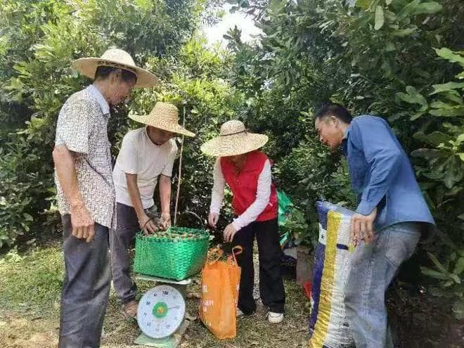 探访国产夏威夷果采收：百元澳洲果降至十几元，撬动亿元产业