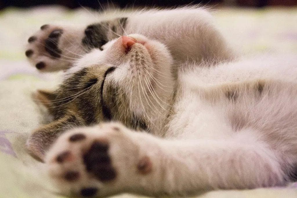 养猫必读：5本专业书籍助你成为猫咪专家