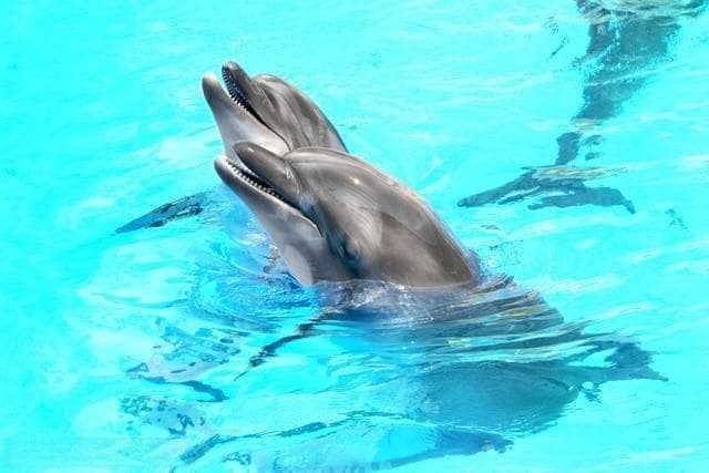 海豚被称为“微笑天使”：天使面孔背后的秘密