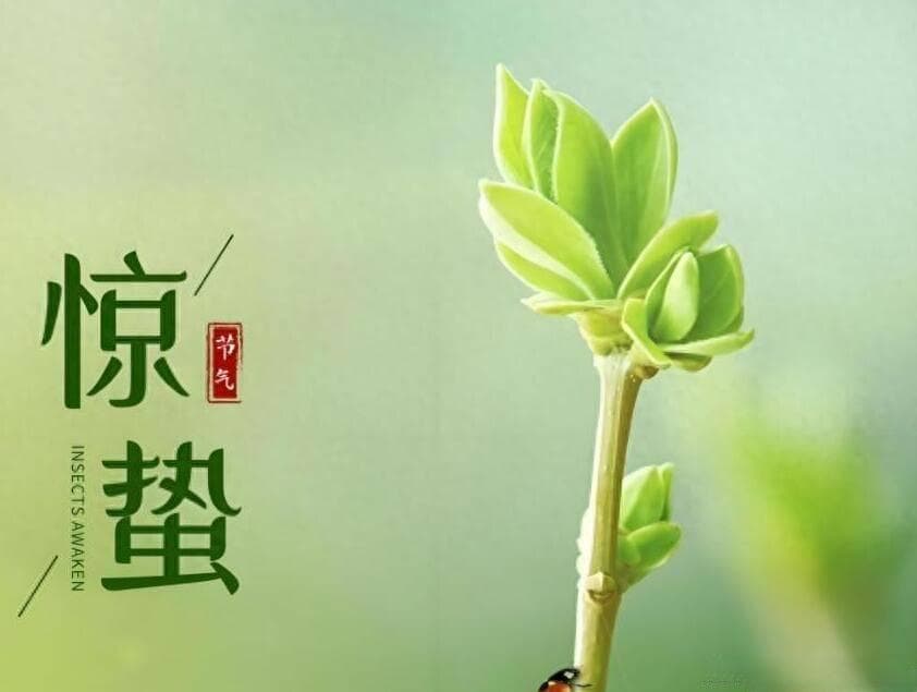惊蛰节气养生指南：清炖牛肉汤食谱与健康小贴士